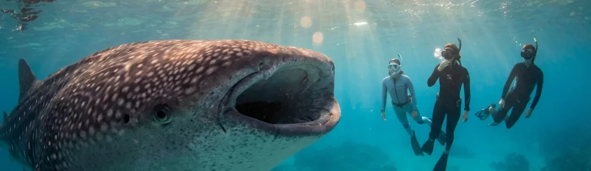 Plongée avec requins-baleines à Koh Tao | Expérience unique